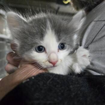 Renly -  Domestic Short Hair Cat for Adoption in Sioux Falls, South Dakota - Renly | PetCurious
