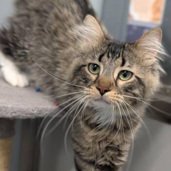 Domestic Medium Hair Cats Available for Adoption - Muffin | PetCurious