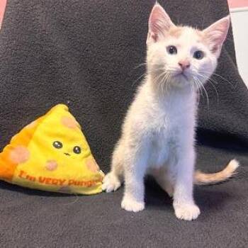 Asiago -  Domestic Medium Hair Cat for Adoption in Belleville, Illinois - Asiago | PetCurious