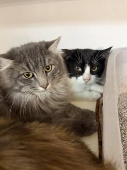 Domestic Long Hair Cats Available for Adoption - **Cat Cafe** Edmond | PetCurious