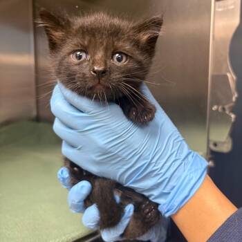 Huey -  Domestic Short Hair Cat for Adoption in Newark, New Jersey - Huey | PetCurious