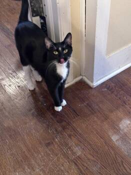 Domestic Short Hair Cats Available for Adoption in Chicago, Illinois - Sylvester | PetCurious