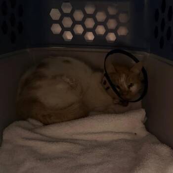 Domestic Short Hair Cats Available for Adoption in Indianapolis, Indiana - Pickles | PetCurious