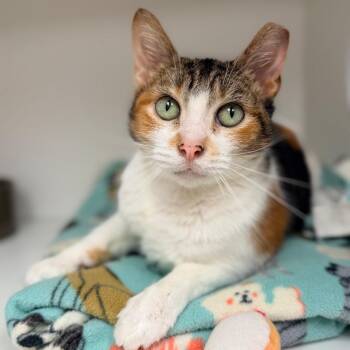 Callie -  Domestic Short Hair Cat for Adoption in Champaign, Illinois - Callie | PetCurious
