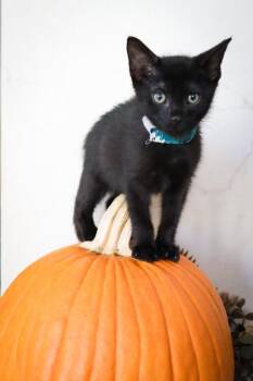 Ross 1197-26 -  Domestic Short Hair Cat for Adoption in Cumming, Georgia - Ross 1197-26 | PetCurious