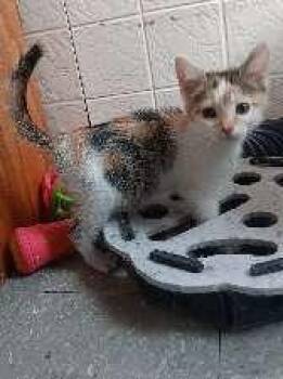 PIXIE -  Calico Cat for Adoption in Seymour, Indiana - PIXIE | PetCurious