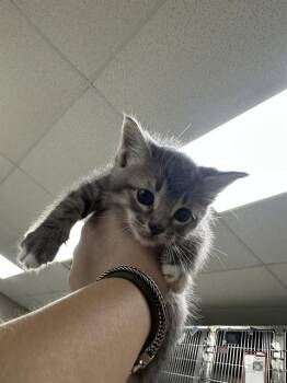 A185938 -  Domestic Medium Hair Cat for Adoption in Pasadena, Texas - A185938 | PetCurious
