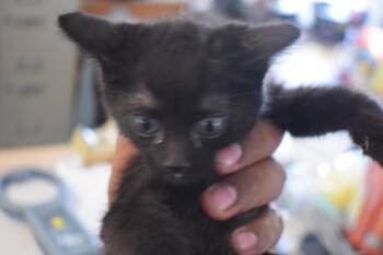 Pong (L589 K2) -  Domestic Medium Hair Cat for Adoption in Pahrump, Nevada - Pong (L589 K2) | PetCurious