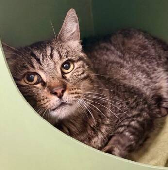 Vincent -  Domestic Short Hair Cat for Adoption in Sacramento, California - Vincent | PetCurious