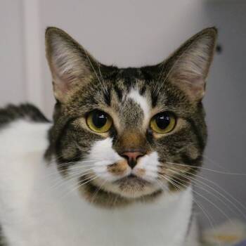 Kisses -  Domestic Short Hair Cat for Adoption in Sarasota, Florida - Kisses | PetCurious