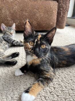 Sunflower -  Domestic Short Hair Cat for Adoption in Chicago, Illinois - Sunflower | PetCurious