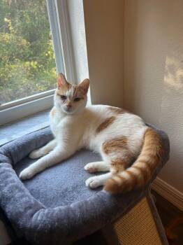 Toebeans -  Domestic Short Hair Cat for Adoption in St. Cloud, Florida - Toebeans | PetCurious
