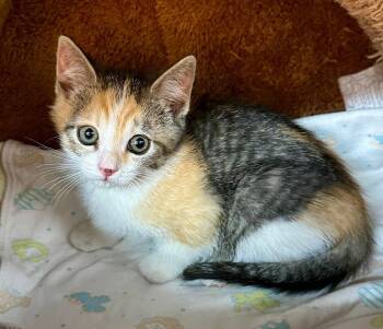 Domestic Short Hair and Tabby Cats Available for Adoption in St. George, Utah - Tumbles | PetCurious