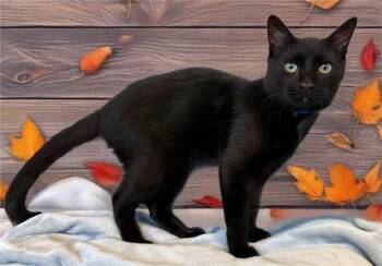 Rescue Domestic Short Hair Cats for Adoption in Sarasota, Florida - FRANKEN-BERRY | PetCurious