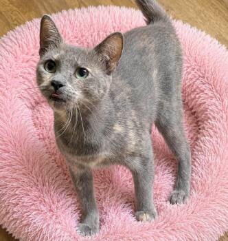 Tali -  Dilute Tortoiseshell Cat for Adoption in Mobile, Alabama - Tali | PetCurious