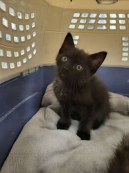 Rescue Domestic Short Hair Cats for Adoption in Wellington, Kansas - Jack | PetCurious