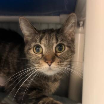 Domestic Short Hair Cats Available for Adoption - Delphinia | PetCurious