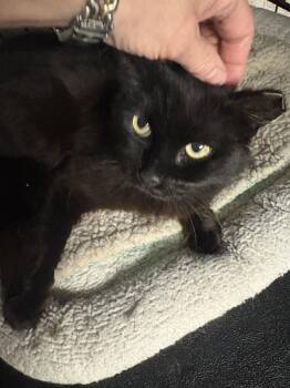 Domestic Medium Hair Cats Available for Adoption - Rain | PetCurious