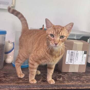 Stanley -  Domestic Short Hair Cat for Adoption in Huntington, New York - Stanley | PetCurious