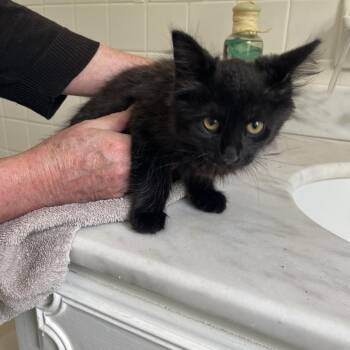 Alana -  Domestic Medium Hair Cat for Adoption in Normal, Illinois - Alana | PetCurious