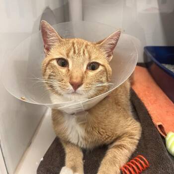 Domestic Short Hair Cats Available for Adoption in Los Angeles, California - Excalipurr | PetCurious