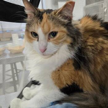 Banana Split -  Domestic Long Hair Cat for Adoption in Newark, New Jersey - Banana Split | PetCurious