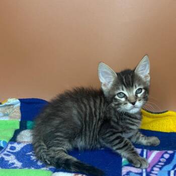 Totoro -  Domestic Short Hair Cat for Adoption in San Antonio, Texas - Totoro | PetCurious