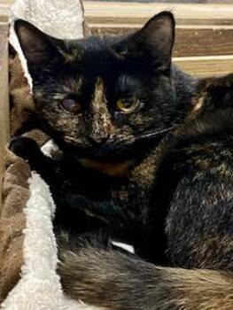 American Shorthair Cats Available for Adoption - Sansa | PetCurious