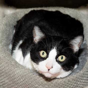 Domestic Short Hair Cats Available for Adoption - Mancini | PetCurious