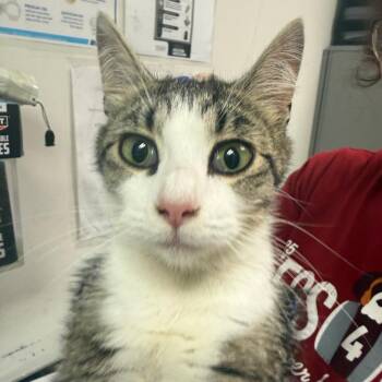 Ariel -  Domestic Medium Hair Cat for Adoption in Charleston, West Virginia - Ariel | PetCurious