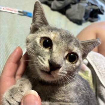 Donut -  Domestic Short Hair Cat for Adoption in Aspinwall, Pennsylvania - Donut | PetCurious
