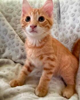 Raphael -  Domestic Short Hair Cat for Adoption in La Porte, Indiana - Raphael | PetCurious