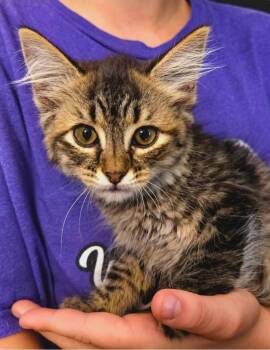 Morwen -  Domestic Short Hair Cat for Adoption in El Dorado, Arkansas - Morwen | PetCurious