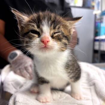 Domestic Short Hair Cats Available for Adoption in Newark, New Jersey - Michonne | PetCurious