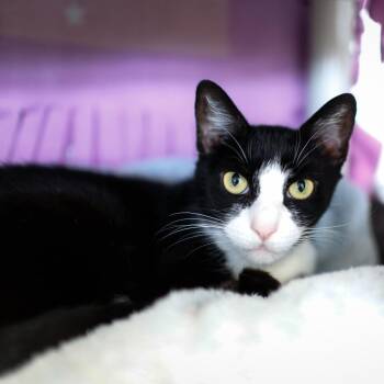 Piche -  Domestic Short Hair Cat for Adoption in Dover, New Hampshire - Piche | PetCurious