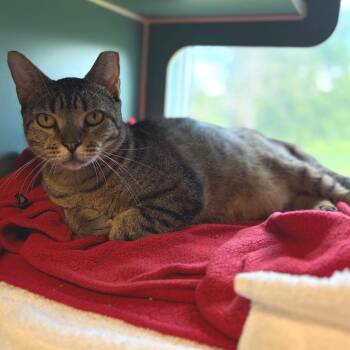 Solovino- FIV+ -  Domestic Short Hair Cat for Adoption in Morristown, Vermont - Solovino- FIV+ | PetCurious
