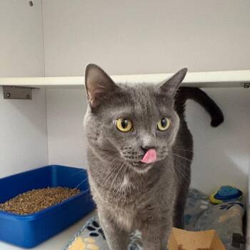 Kitty -  Domestic Short Hair Cat for Adoption in Kanab, Utah - Kitty | PetCurious