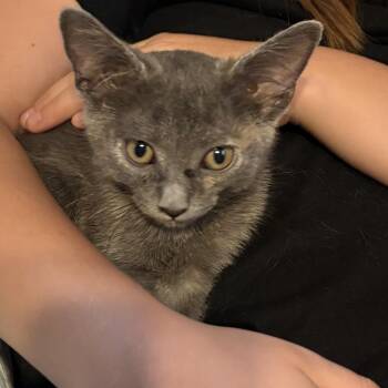 Dorothea -  Domestic Short Hair Cat for Adoption - Dorothea | PetCurious