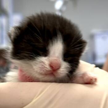 Domestic Short Hair Cats Available for Adoption in Salt Lake City, Utah - Stevie | PetCurious