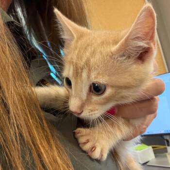 Baked Alaska -  Domestic Short Hair Cat for Adoption in Norman, Oklahoma - Baked Alaska | PetCurious