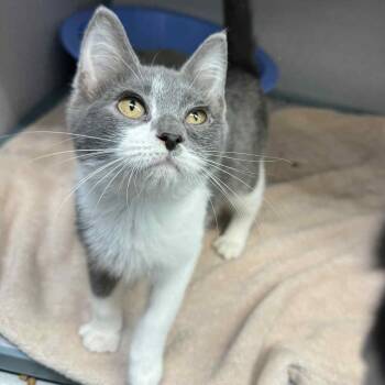 Rescue Domestic Short Hair Cats for Adoption in Waterloo, Iowa - Bop | PetCurious