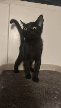 Nick -  Domestic Short Hair Cat for Adoption in Oklahoma City, Oklahoma - Nick | PetCurious