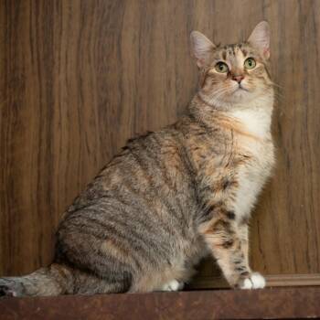 Domestic Short Hair Cats Available for Adoption - Sue Dillon | PetCurious