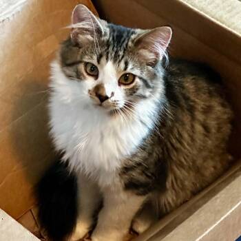 Macintosh -  Domestic Long Hair Cat for Adoption in Indianapolis, Indiana - Macintosh | PetCurious
