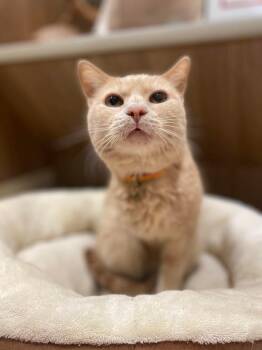 Rescue Domestic Short Hair Cats for Adoption in Sterling, Virginia - Harold Frederick | PetCurious