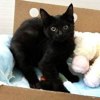Ariel -  Domestic Short Hair Cat for Adoption - Ariel | PetCurious