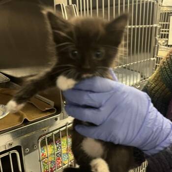 Birch -  Domestic Short Hair Cat for Adoption in Charlottesville, Virginia - Birch | PetCurious