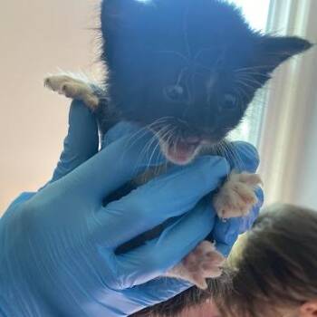 Bacchus -  Domestic Short Hair Cat for Adoption in South Elgin, Illinois - Bacchus | PetCurious