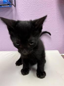 Caleb -  Domestic Short Hair Cat for Adoption in El Paso, Texas - Caleb | PetCurious