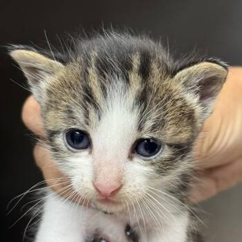 Capri -  Domestic Short Hair Cat for Adoption in Goleta, California - Capri | PetCurious